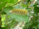 [Caterpillar close-up]