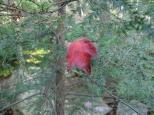 [Red leaf on a pine tree]