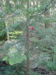 [Red leaf on a pine tree]