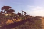 [Torrey pines on the right side of the tracks]