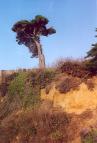 [A Torrey Pine]