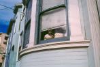 [A cat in an apartment near Haight-Ashbury]