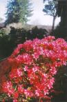 [Azaleas in the Japanese Tea Garden]