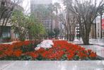 [Flowers in a SJ Plaza]