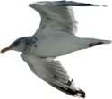 a seagull