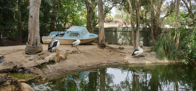 002-pelicans_Panorama1-th.jpg