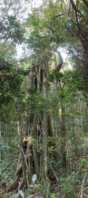 014-strangler-fig_Panorama1-th.jpg