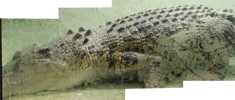 046-crocodile_Panorama1-th.jpg