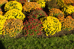 Some colorful flowers in front of the apartments where I live. 001-DSC_1380-2-th.jpg