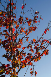 Red leaves backlit by the end of the day sun against a blue skyu. 004-DSC_1383-2-th.jpg