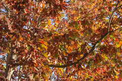 Looking up at the fall colors in the leaves on a tree. 005-DSC_1384-2-th.jpg