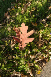 A large leaf lit by the late day sun. I did move it so it wouldn't be shadowed. 006-DSC_1385-2-th.jpg