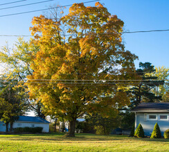 A sizeable tree with colorful leaves lit by the late day sun. 007-tree_Panorama-th.jpg