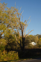 A mostly-dead tree with some night light and shadows on it. 007b-DSC_1408-2-th.jpg