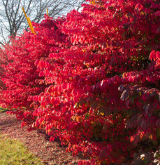 016-RED_Panorama-th.jpg