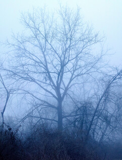 020-foggy-tree_Panorama-th.jpg