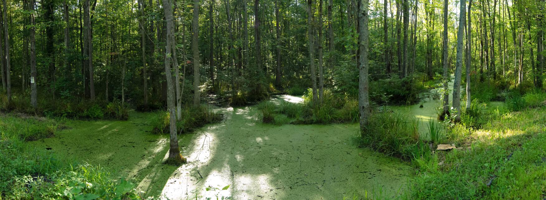 000-swamp_Panorama-th.jpg